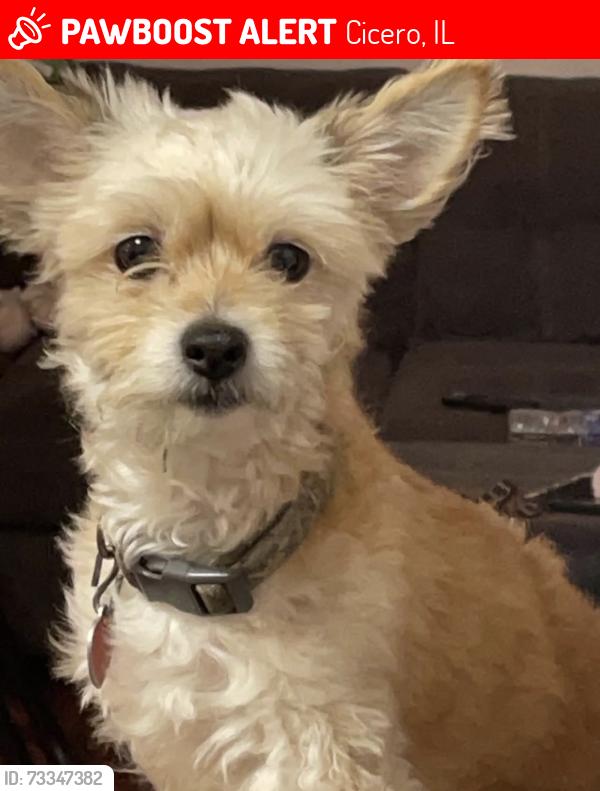 Lost Male Dog last seen Near th ave y Roosevelt, Cicero, IL 60804