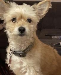 Lost Male Dog last seen Near th ave y Roosevelt, Cicero, IL 60804