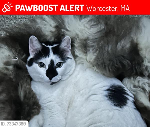 Lost Female Cat last seen Teddy Road, Monticello Rd, Kermit Road, Worcester, MA 01603