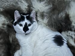 Lost Female Cat last seen Teddy Road, Monticello Rd, Kermit Road, Worcester, MA 01603