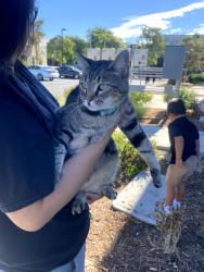 Reunited Unknown Cat last seen Hamal and Paramount, Irvine, CA 92618