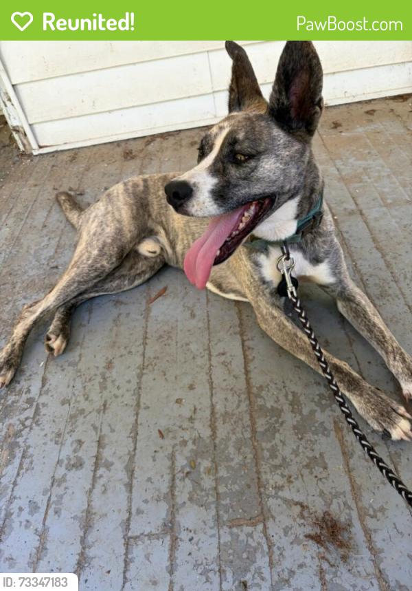 Reunited Male Dog last seen Near Old Lexington Rd, Winston-Salem, NC 27107