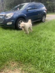 Found/Stray Female Dog last seen ElEstrecho, Pensacola, FL 32504