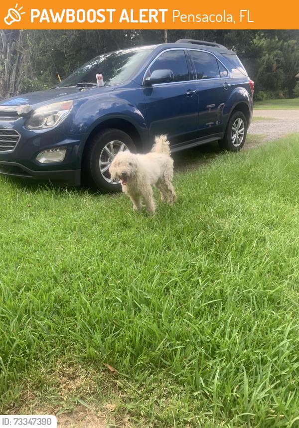 Found/Stray Female Dog last seen ElEstrecho, Pensacola, FL 32504