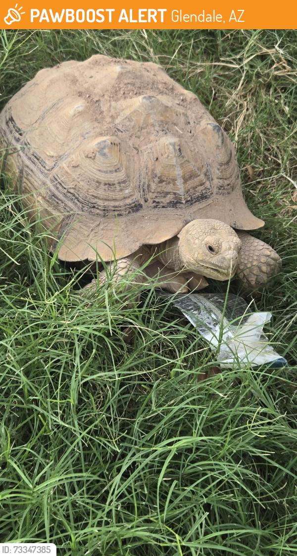 Found/Stray Unknown Reptile last seen 41st Ave bethany home rd, Glendale, AZ 85301