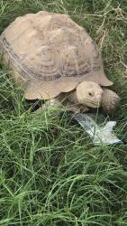 Found/Stray Unknown Reptile last seen 41st Ave bethany home rd, Glendale, AZ 85301