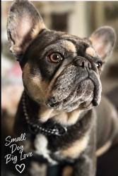 Reunited Female Dog last seen CalcStone and Platinum in killwwn, Killeen, TX 76542