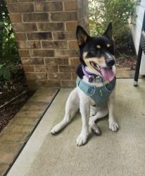 Lost Male Dog last seen Godsey and Jeannette ave, Charlotte, NC 28213