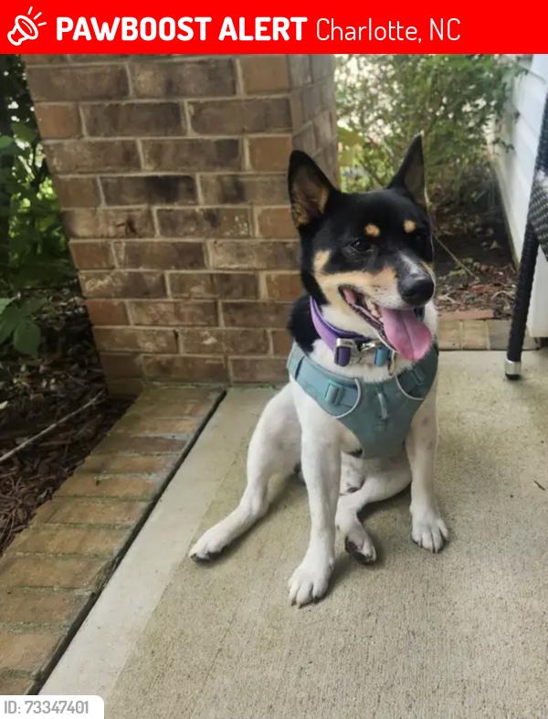 Lost Male Dog last seen Godsey and Jeannette ave, Charlotte, NC 28213