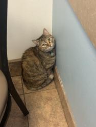 Reunited Female Cat last seen Central/Northern, Phoenix, AZ 85020