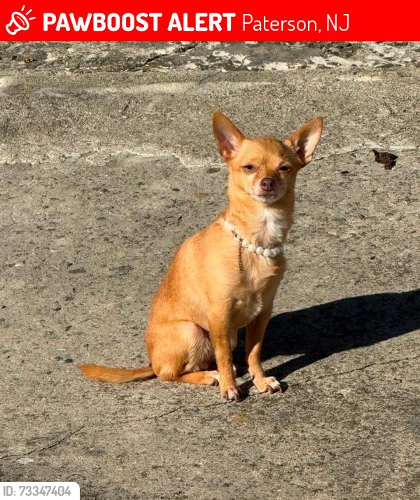 Lost Female Dog last seen Preakness ave and union ave, Paterson, NJ 07502