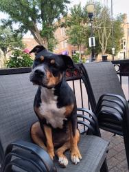 Lost Female Dog last seen By river front area volley ball courts, Kansas City, MO 64120