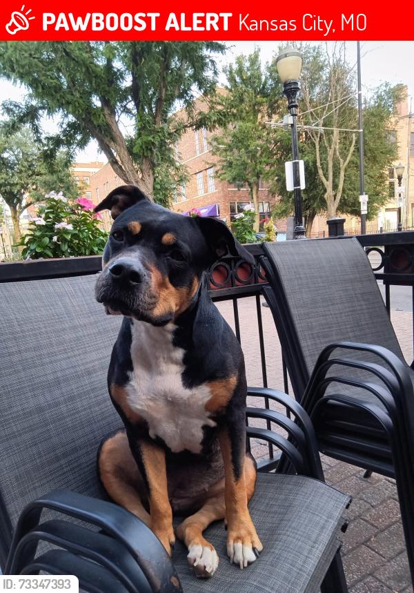 Lost Female Dog last seen By river front area volley ball courts, Kansas City, MO 64120