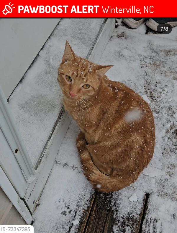 Lost Male Cat last seen Old tar rd near food lion, Winterville, NC 28590