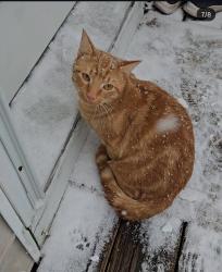 Lost Male Cat last seen Old tar rd near food lion, Winterville, NC 28590