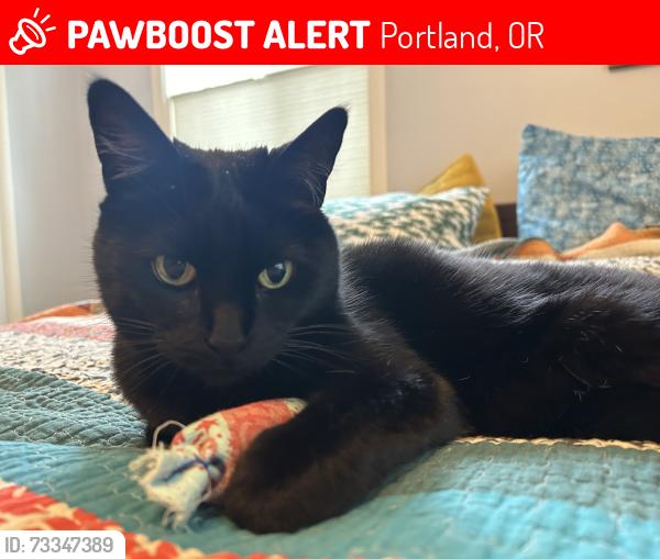 Lost Female Cat last seen NE 18th Ave & NE Rosa Parks, Portland, OR 97211
