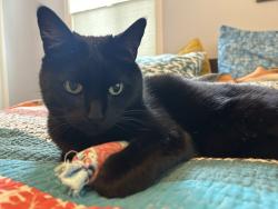 Lost Female Cat last seen NE 18th Ave & NE Rosa Parks, Portland, OR 97211