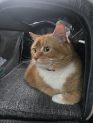 Lost Female Cat last seen Westshore drive, Elkhorn, WI 53121