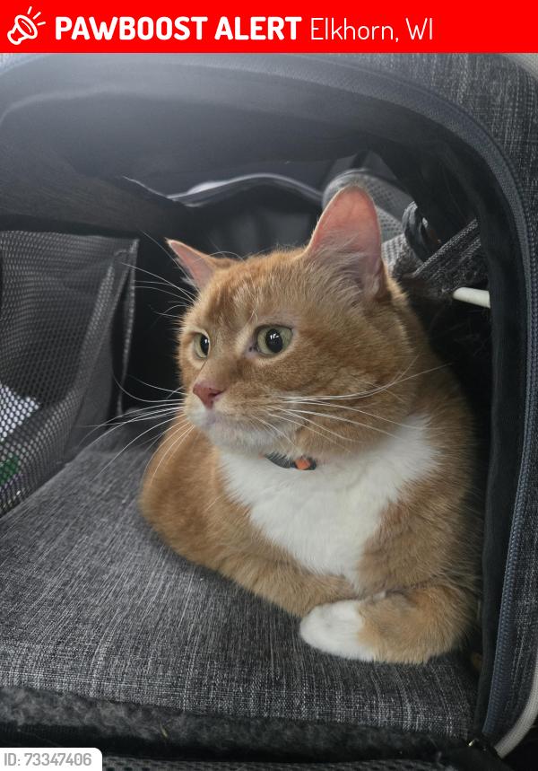 Lost Female Cat last seen Westshore drive, Elkhorn, WI 53121