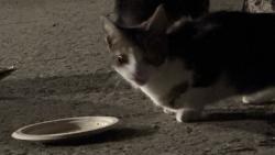 Found/Stray Unknown Cat last seen Under overpass, Oakland, CA 94606