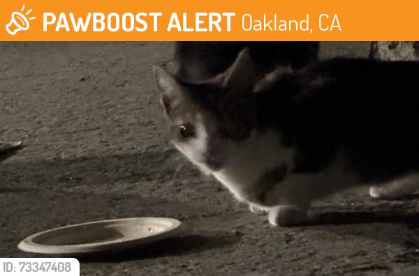Found/Stray Unknown Cat last seen Under overpass, Oakland, CA 94606