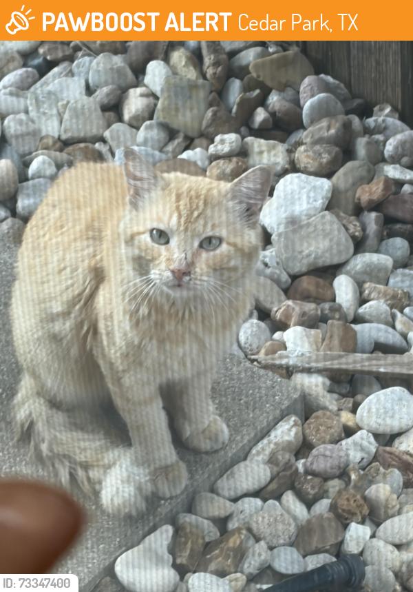 Found/Stray Unknown Cat last seen Highway 1431 and Parmer, Cedar Park TX, Cedar Park, TX 78613