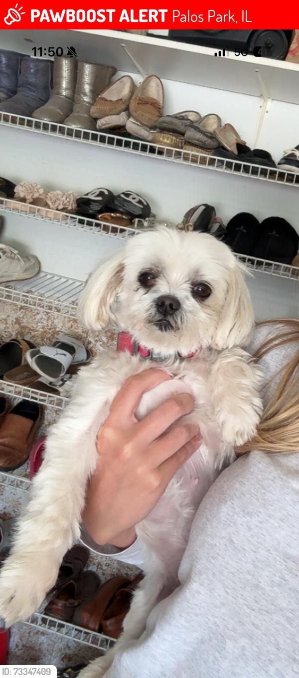Lost Female Dog last seen By McCarthy road in palos park, Palos Park, IL 60464