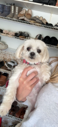 Lost Female Dog last seen By McCarthy road in palos park, Palos Park, IL 60464