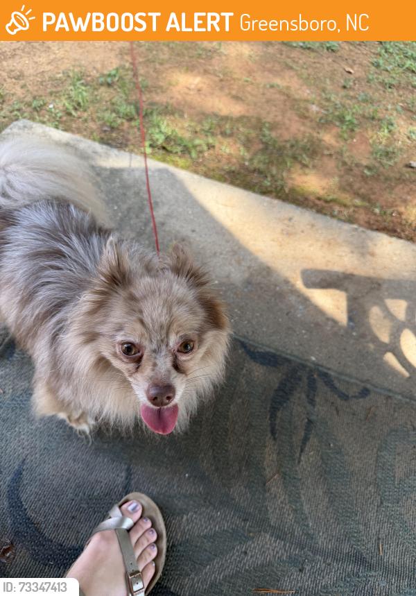 Found/Stray Female Dog last seen Lees chapel and yanceyvillle, Greensboro, NC 27405