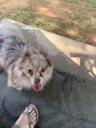 Found/Stray Female Dog last seen Lees chapel and yanceyvillle, Greensboro, NC 27405