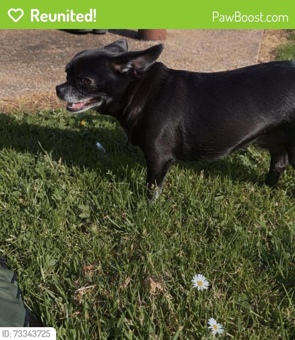 Reunited Female Dog last seen Springfield park Belfast, Belfast, Northern Ireland 