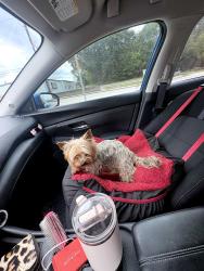 Reunited Male Dog last seen Rayford/ Harmony/Allegro, Spring, TX 77386