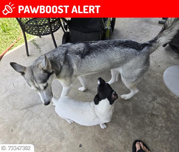 Lost Female Dog last seen Woodforest parkway and greatwood glen dr, Montgomery County, TX 77316