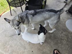 Lost Female Dog last seen Woodforest parkway and greatwood glen dr, Montgomery County, TX 77316