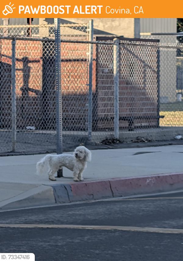 Found/Stray Unknown Dog last seen North Clydebank Avenue, Covina, CA 91722