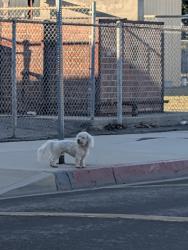 Found/Stray Unknown Dog last seen North Clydebank Avenue, Covina, CA 91722