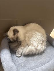 Reunited Female Cat last seen Lomas and Nakomis, Albuquerque, NM 87112