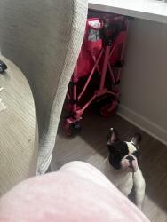Reunited Male Dog last seen Near top golf, Virginia Beach, VA 23451
