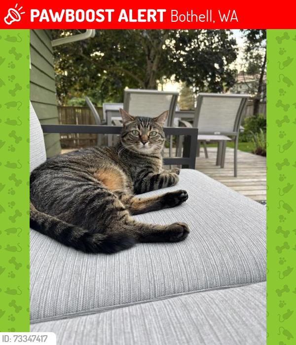 Lost Female Cat last seen 101st PL NE and NE 200th St, Bothell, WA 98011