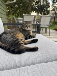 Lost Female Cat last seen 101st PL NE and NE 200th St, Bothell, WA 98011
