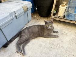 Lost Female Cat last seen Oceanside Blvd & McDonald St, Oceanside, CA 92054