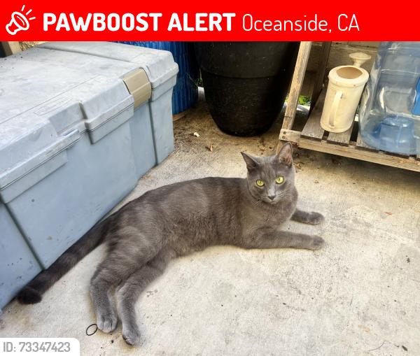Lost Female Cat last seen Oceanside Blvd & McDonald St, Oceanside, CA 92054