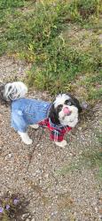 Reunited Male Dog last seen N/A, Atlanta, GA 30305