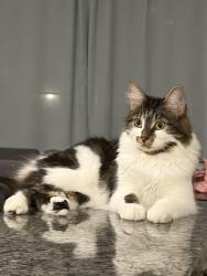 Lost Female Cat last seen Osprey Ave, Chino, CA 91708