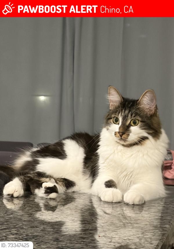 Lost Female Cat last seen Osprey Ave, Chino, CA 91708