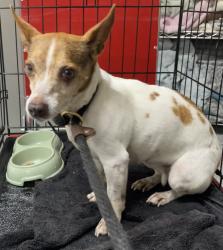 Found/Stray Female Dog last seen port st. lucie, Port St. Lucie, FL 34986
