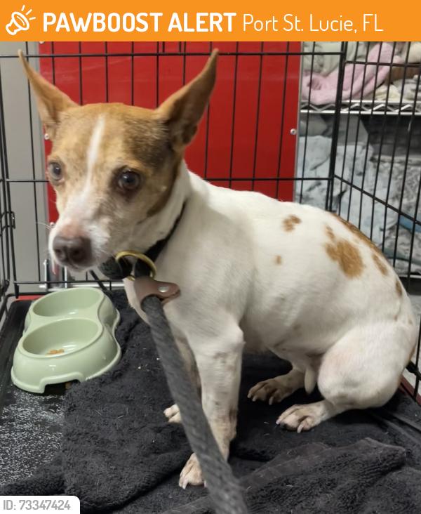 Found/Stray Female Dog last seen port st. lucie, Port St. Lucie, FL 34986