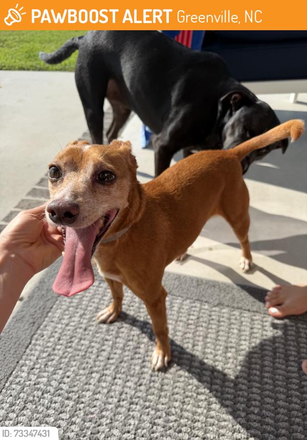Found/Stray Male Dog last seen Green hse Pre School, Greenville, NC 27858