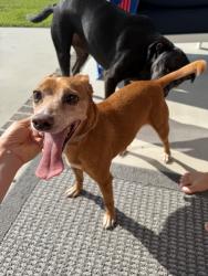 Found/Stray Male Dog last seen Green hse Pre School, Greenville, NC 27858