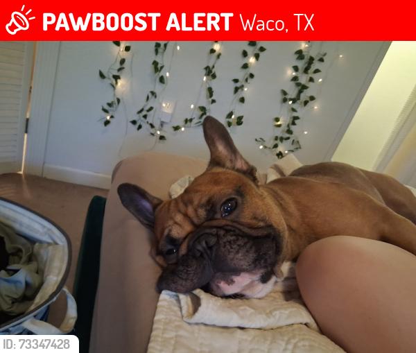 Lost Male Dog last seen Holman, 27th st, Waco, TX 76707